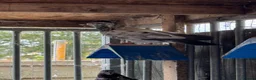 Pigeons birds for sale: Pakistani high flyers  - Advert 10