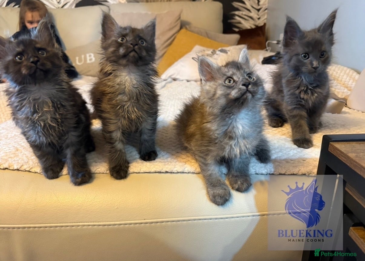 Maine Coon cats 👑TICA reg, Chunky Smoke Maine coon babies  - Advert 1