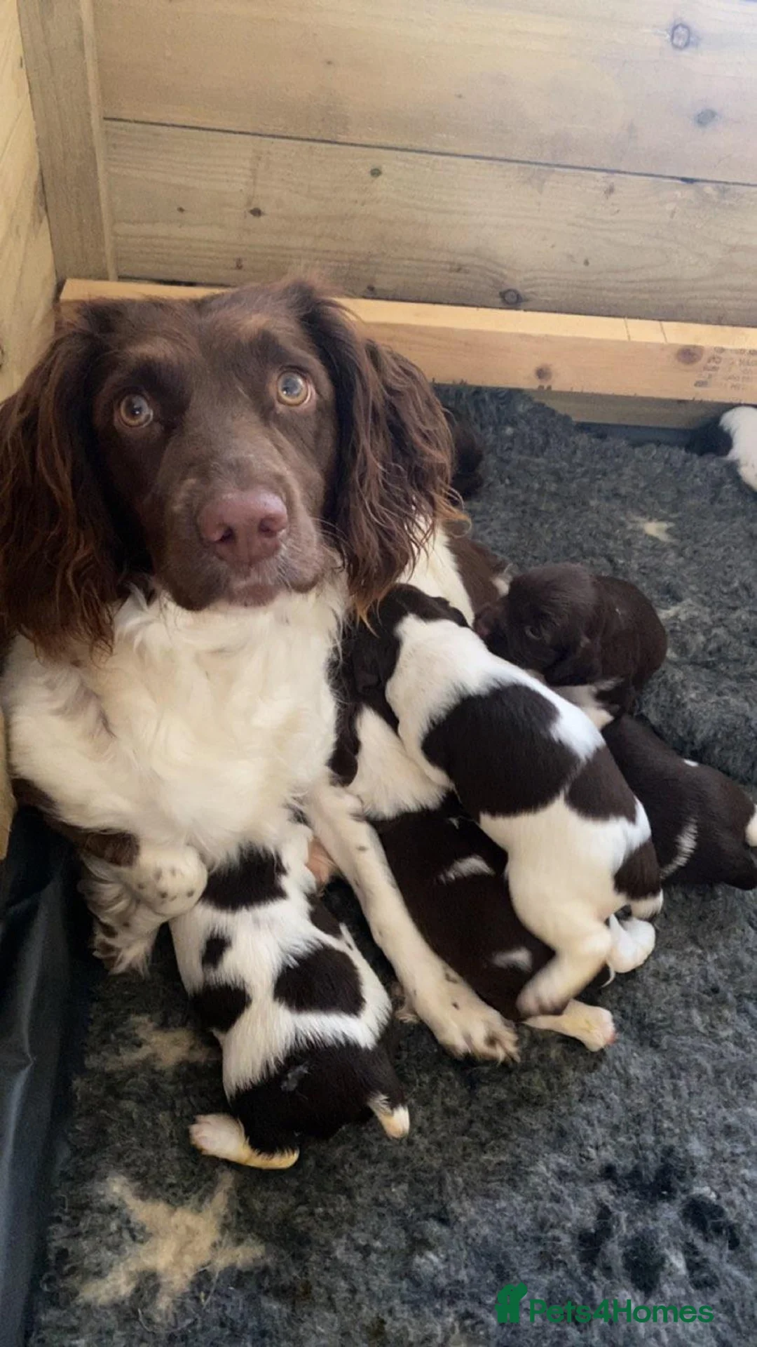 English Springer Spaniel dogs for stud: English Springer Spaniel Stud  in Derby - Advert 34