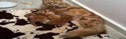 Maine Coon cats for sale: Gorgeous Red Maine Coon Kittens  TICA Registered🦁 - Advert 1