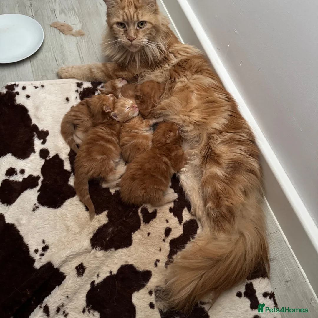 Maine Coon cats for sale: Gorgeous Red Maine Coon Kittens  TICA Registered🦁 - Advert 1