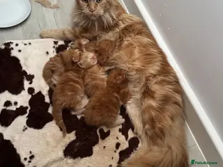 Maine Coon cats Gorgeous Red Maine Coon Kittens TICA Registered🦁 - Advert 1