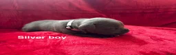 Staffordshire Bull Terrier dogs for sale: 8 stunning Stafford bull terrier puppies - Advert 22