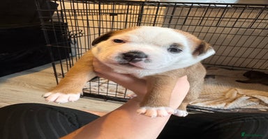 Staffordshire Bull Terrier dogs - Advert 2