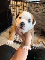 Staffordshire Bull Terrier dogs - Advert 2