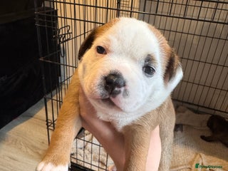 Staffordshire Bull Terrier dogs - Advert 1