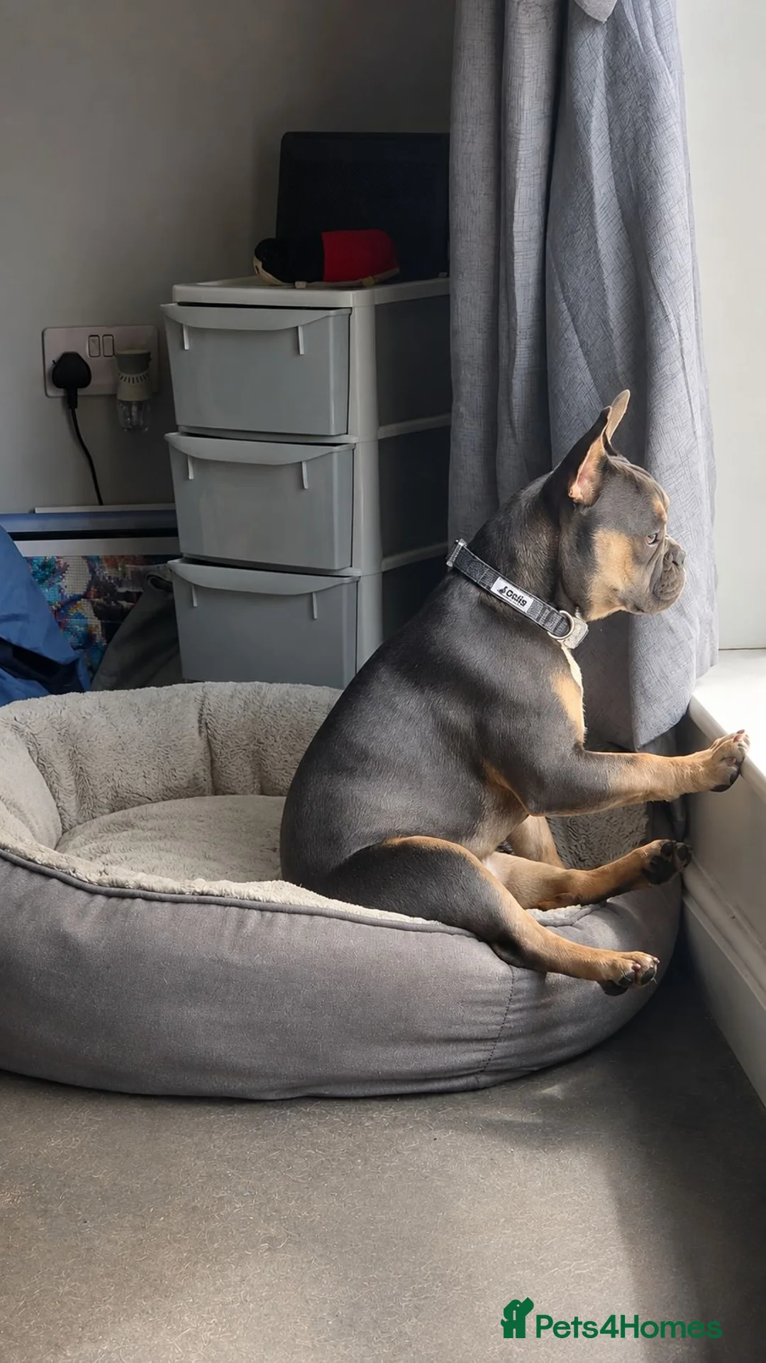 French Bulldog dogs for sale: 7 month old lilac/tan/blue/tan in Lincoln - Advert 3