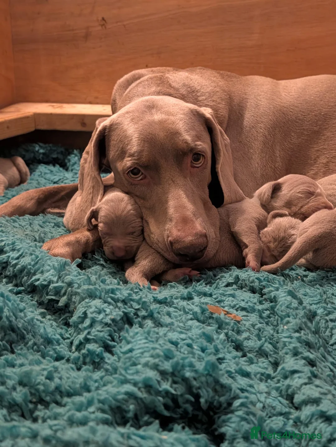 Weimaraner dogs for sale: KC Registered Weimaraner Puppies - Advert 2