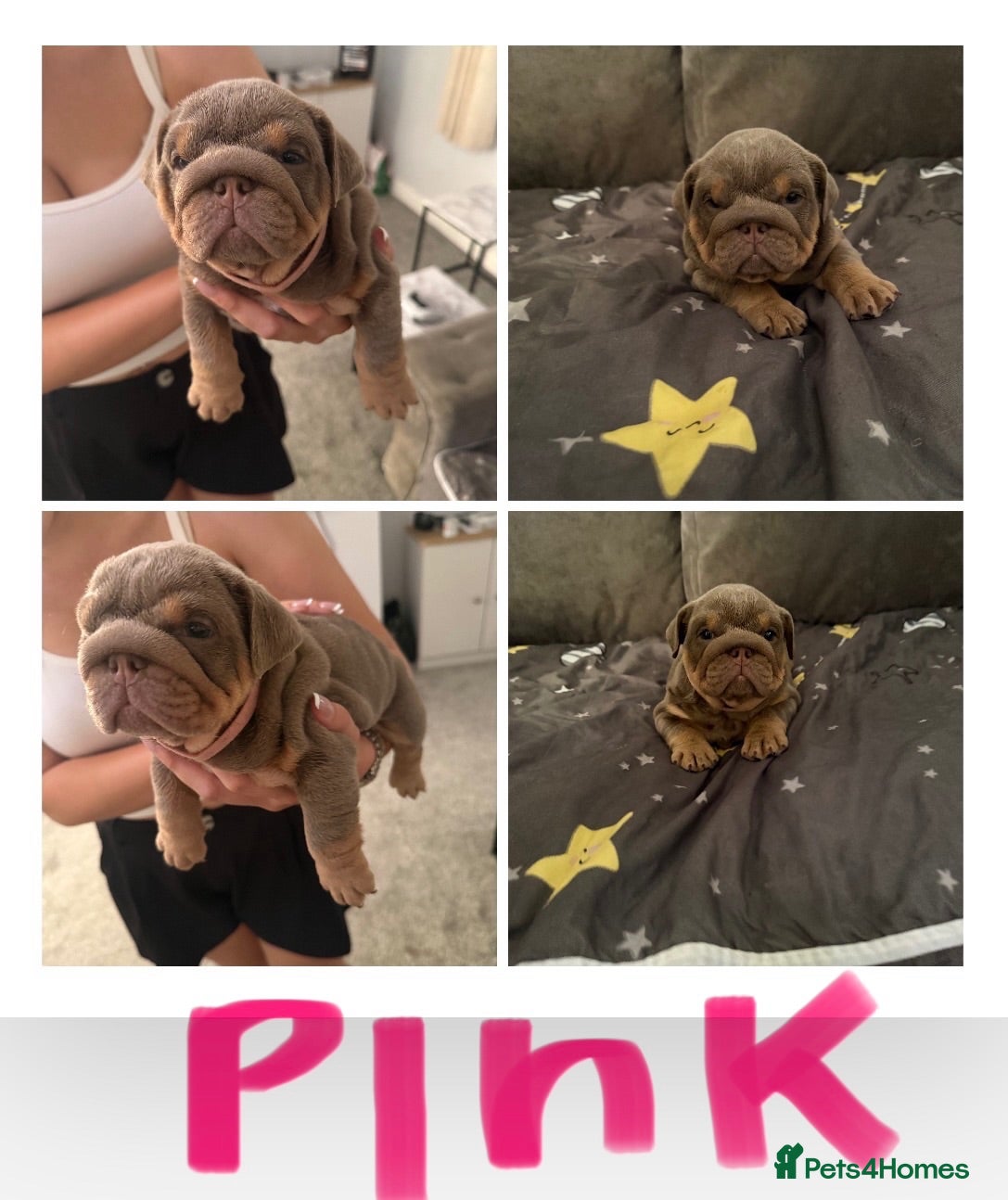 English Bulldog dogs *** last puppy left ***   - Advert 2