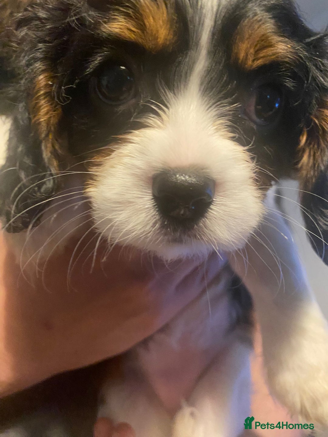 Cavalier King Charles Spaniel dogs for sale: Cavalier King Charles Spaniel Puppies - Image 10