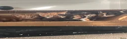 British Shorthair cats for sale: 3 ginger males and 3 dark females  - Advert 8