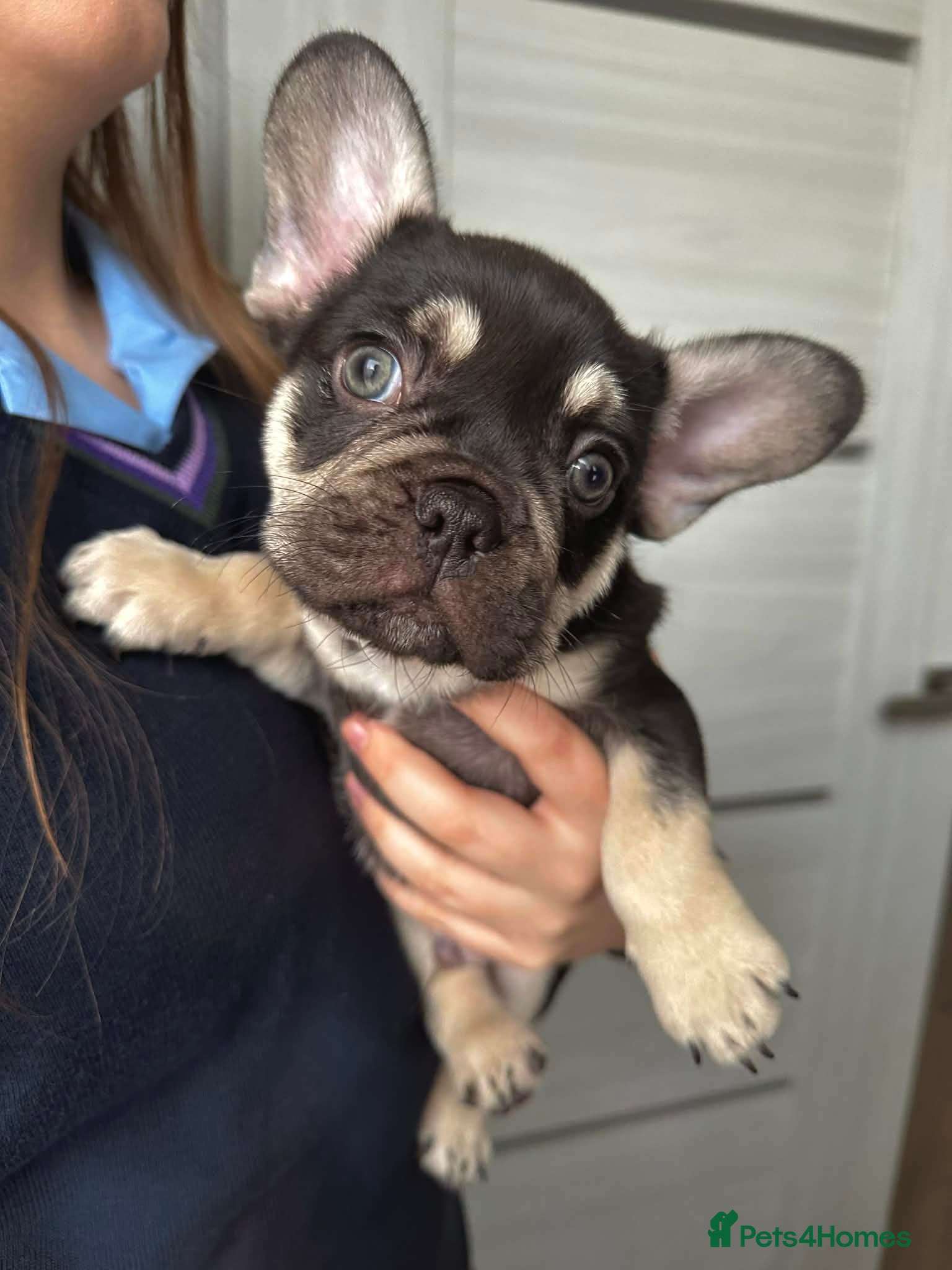 French Bulldog dogs Stunning Kc French Bulldog puppies  - Advert 12