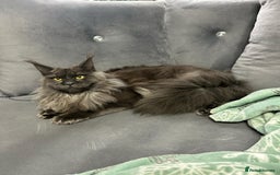 Maine Coon cats for sale: Maine Coon kitten  - Image 8