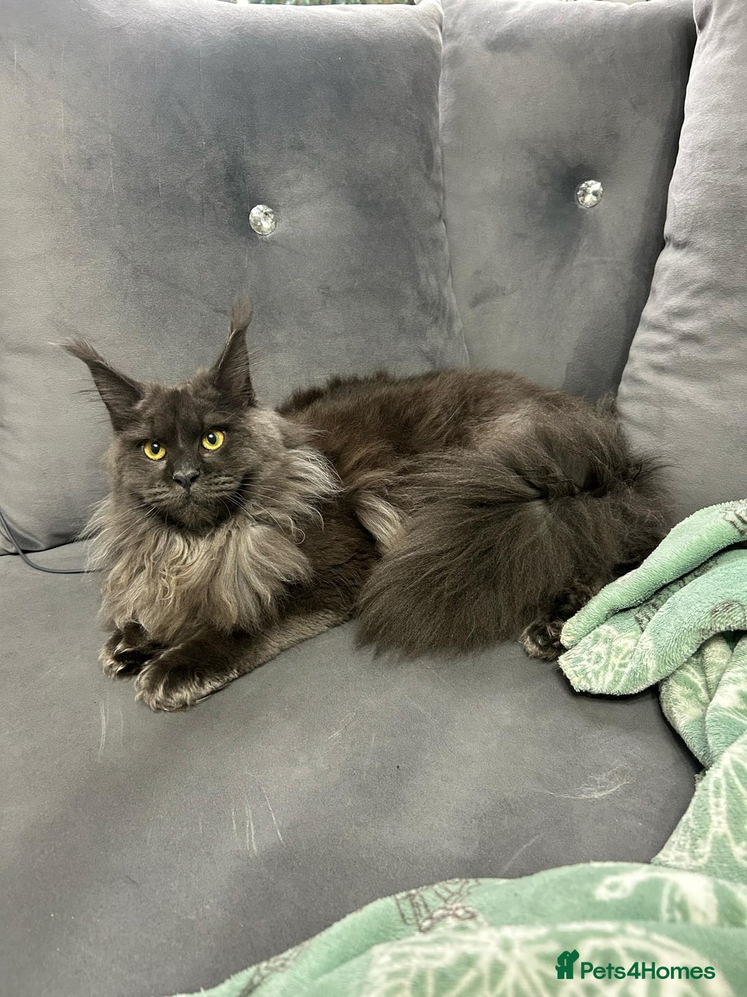 Maine Coon cats for sale: Maine Coon kitten  - Image 8