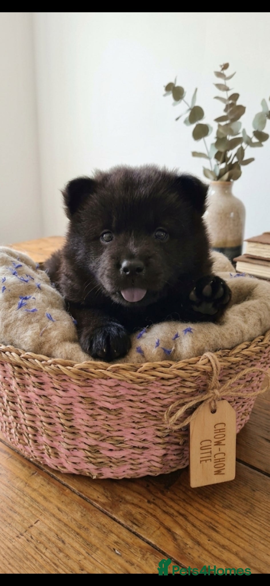 Mixed Breed dogs Last girl chow pup left  - Advert 5