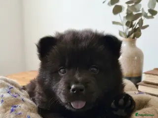 Mixed Breed dogs Last girl chow pup left - Advert 5