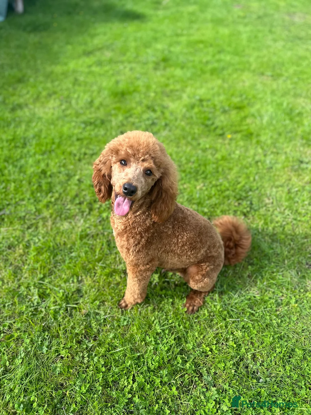 Miniature Poodle dogs for stud: HALF SVK IMP MINIATURE POODLE 🧬270+ health checks in Pickering - Advert 3