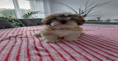 Shih Tzu dogs - Advert 1