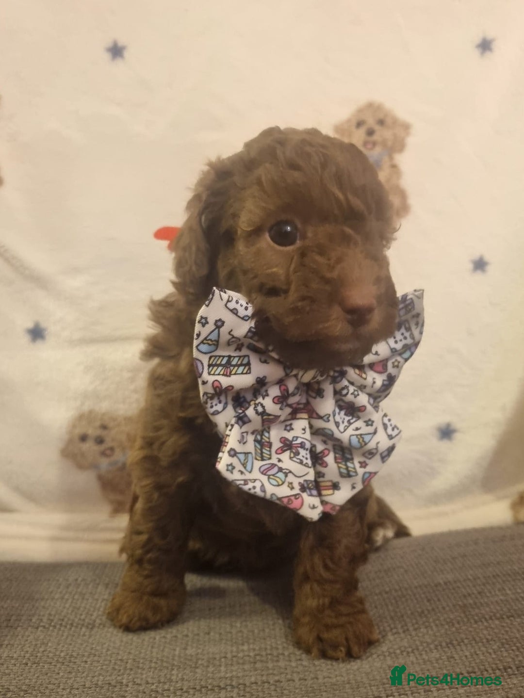 Cockapoo dogs for sale: Health tested F1b Toy / miniature cockapoo puppies - Advert 5