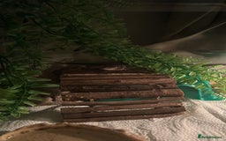 Gecko reptiles for sale: Juvenile snow Leopard geko - Image 4