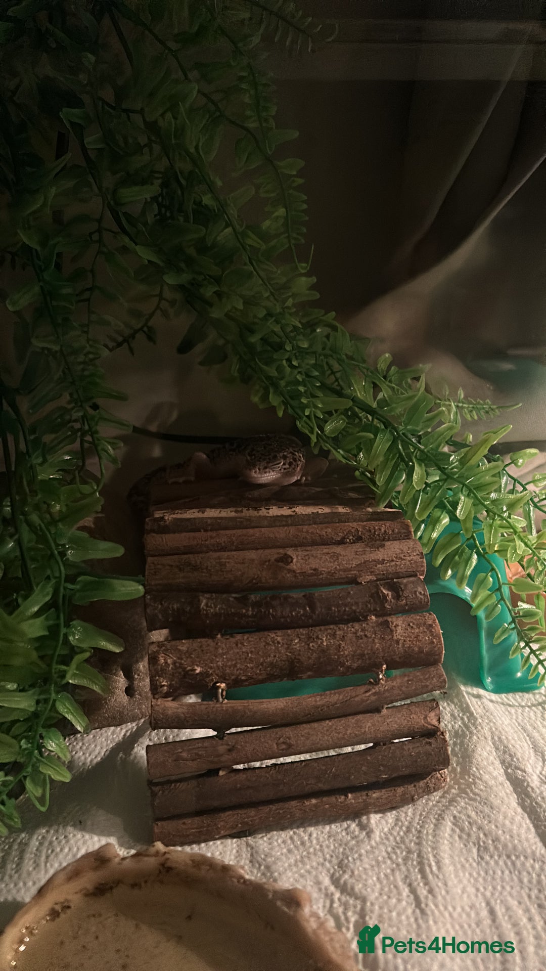 Gecko reptiles for sale: Juvenile snow Leopard geko - Image 4