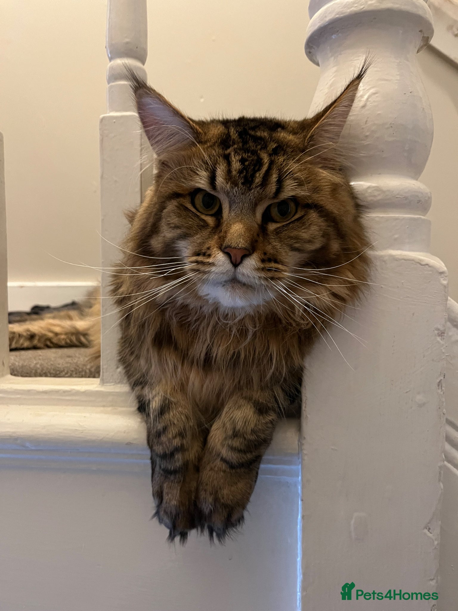 Maine Coon cats Male Maine coon - Advert 1
