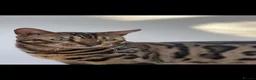 Bengal cats for sale: Mr.Atesh - Advert 7