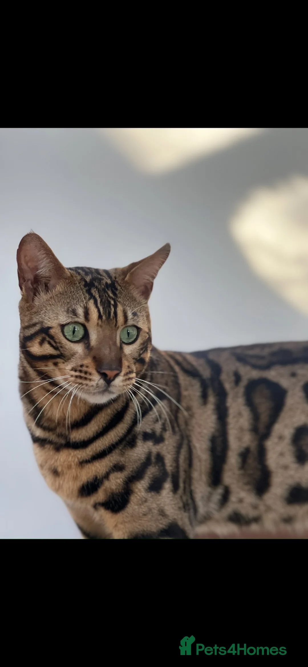 Bengal cats for sale: Mr.Atesh - Advert 7