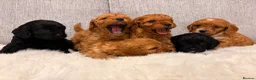 Cavapoo dogs for sale: F1 cavapoo puppies  - Advert 5