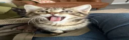 Mixed Breed cats for sale: 2 Kittens ready now in Emsworth - Advert 8