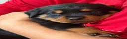 Rottweiler dogs for sale: Pure Breed Rottweiler  - Advert 29