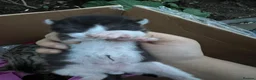 Mixed Breed cats for sale: Cute Kittens for Sale!!! in Luton - Advert 4