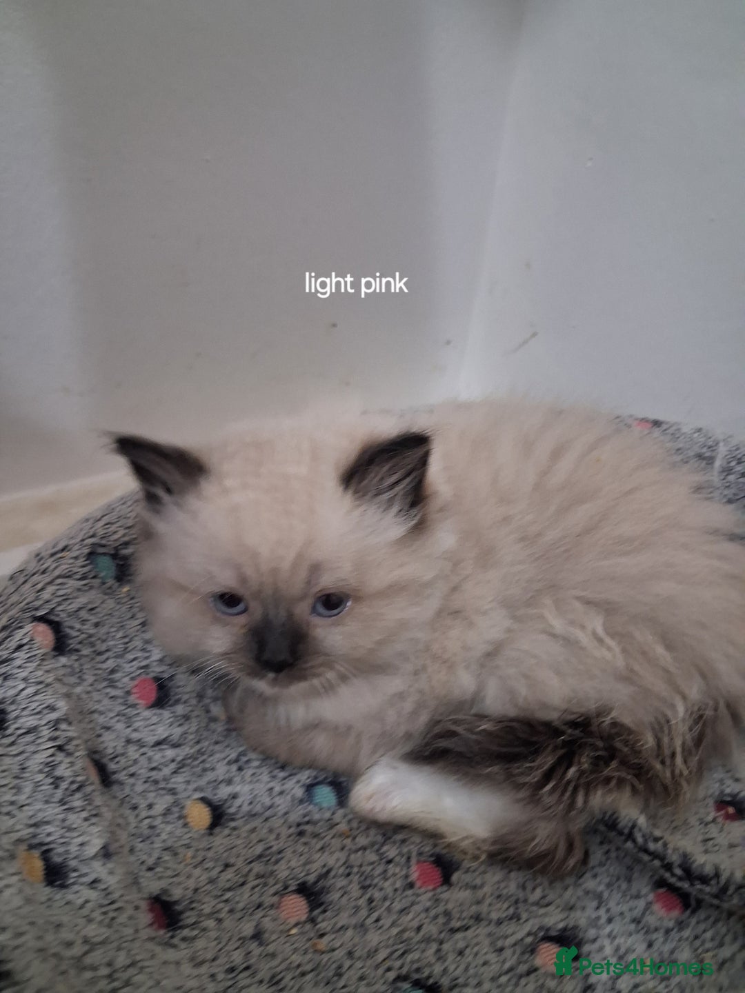 Ragdoll cats for sale: 3 Beautiful ragdoll girls ready  - Image 6