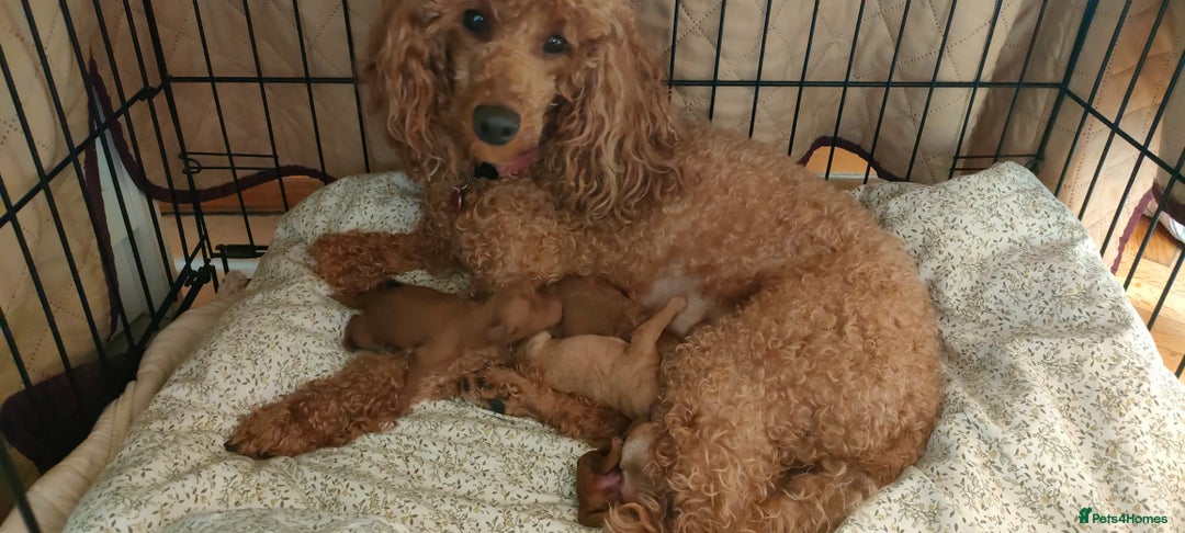 Miniature Poodle dogs for sale: Miniature poodle for sale - Advert 2