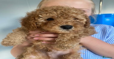 Cavapoo dogs in Nottingham - Advert 15