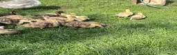 Ducks poultry for sale: 3 week old - vent sexed female Muscovy ducklings - Advert 3