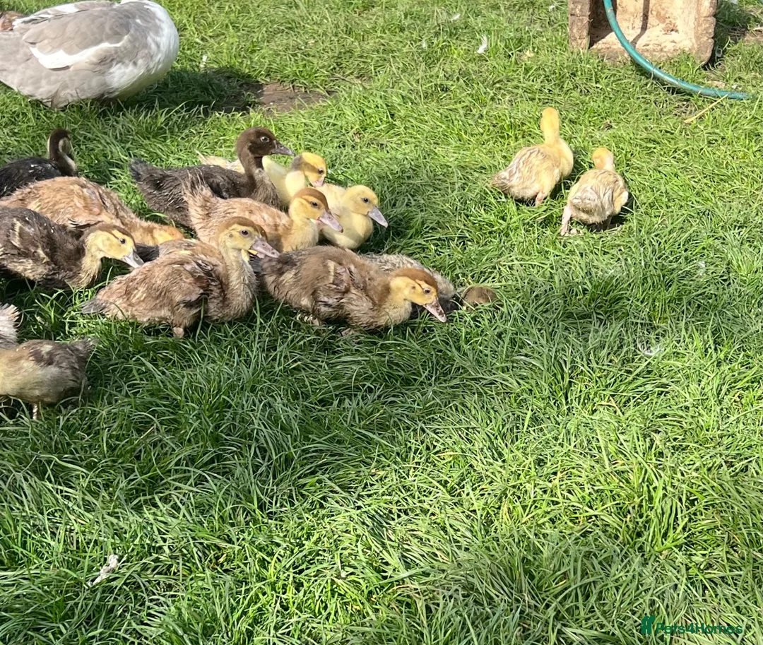 Ducks poultry for sale: 3 week old - vent sexed female Muscovy ducklings - Advert 3