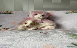 Miniature Dachshund dogs for sale: KC registered longhair Piebald puppies  - Image 11