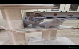British Shorthair cats for sale: READY NOW - Lilac, BiColours & Colourpoint  - Image 14