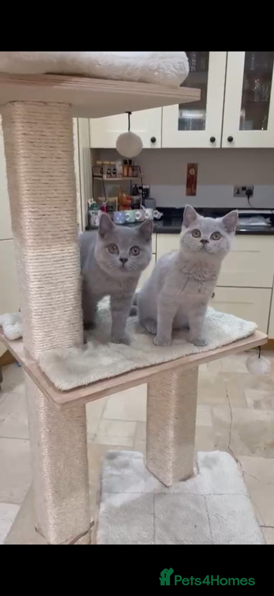 British Shorthair cats for sale: READY NOW - Lilac, BiColours & Colourpoint  - Image 14