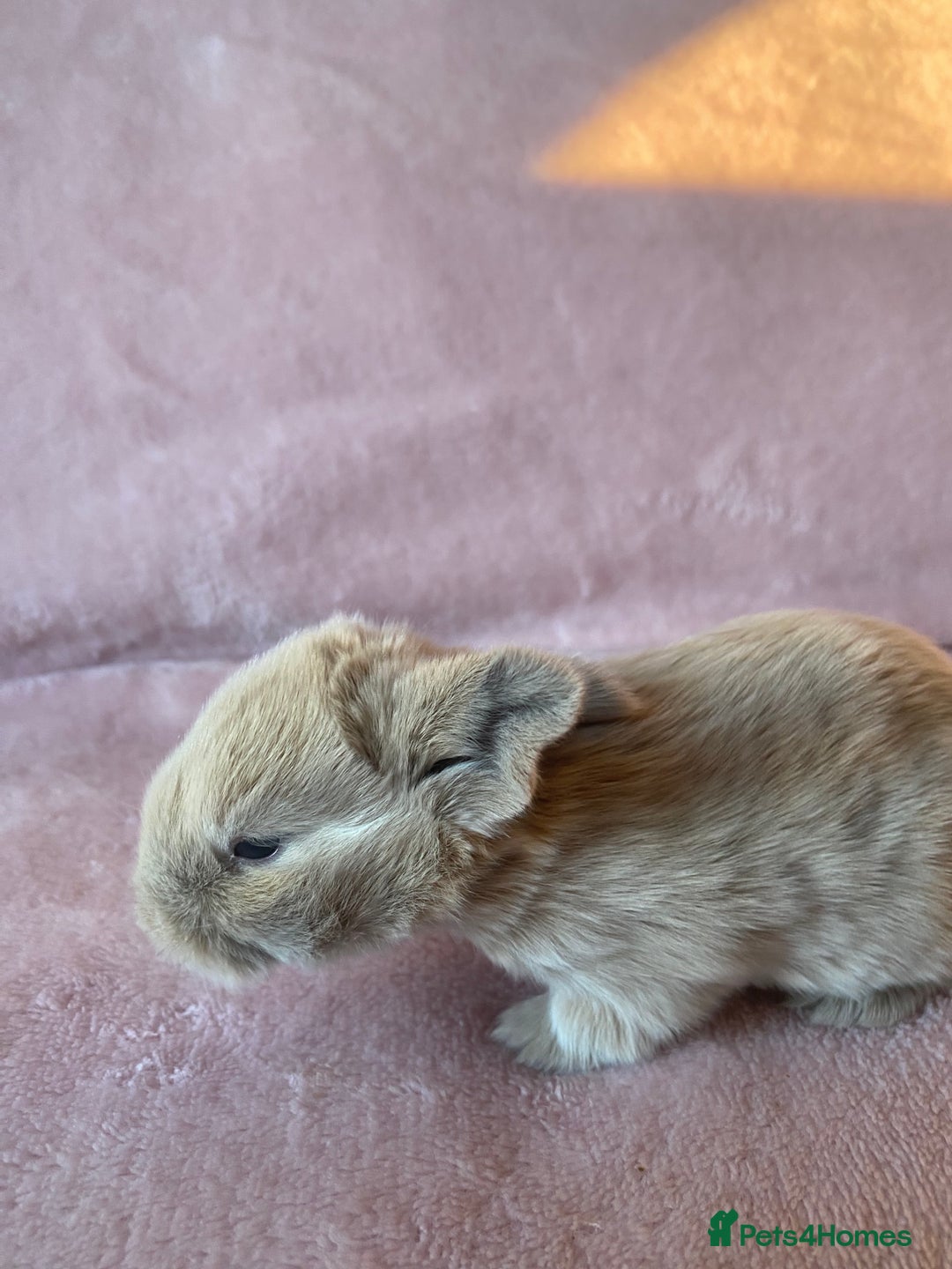 Mini Lop rabbits for sale: Welcome to my little family of  Mimi lops . - Advert 3
