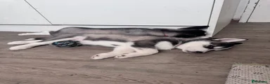 Siberian Husky 2 - Demon