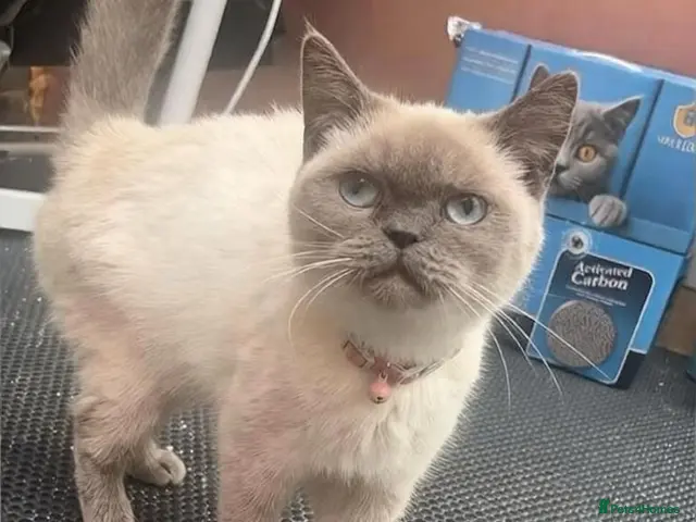 British Shorthair cats British short hair blue colourpoints - Advert 7