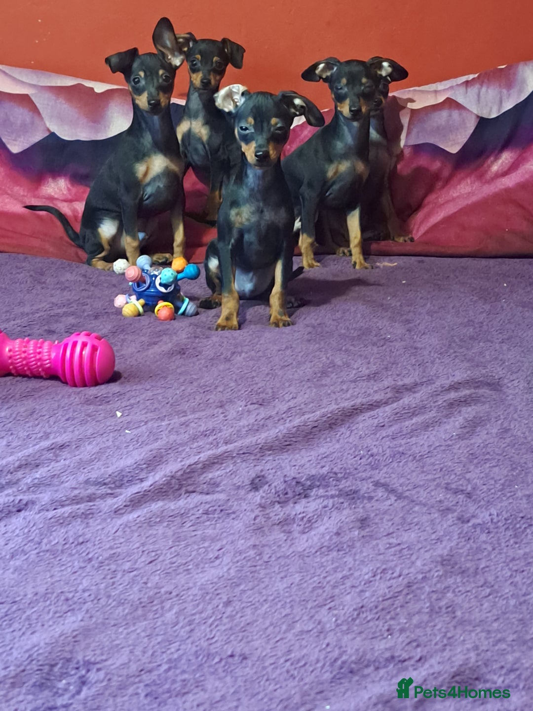 Miniature Pinscher dogs for sale: Miniature Pinscher Puppies 🐾   - Advert 23