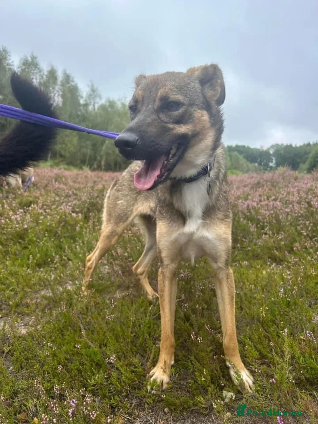 Mixed Breed dogs for adoption: Harper. Norwich Norfolk  in Norwich - Advert 6