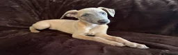 Whippet dogs for sale: Beautiful KC Registered Whippets  - Advert 18