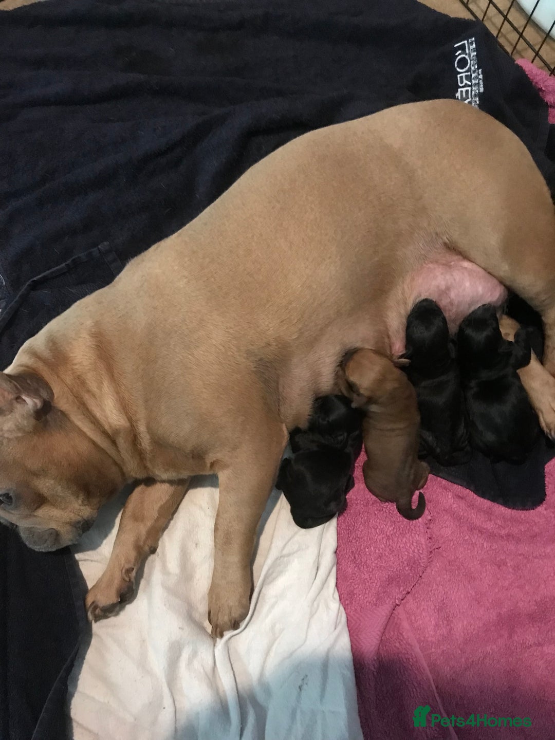 Mixed Breed dogs for sale: Meet our Beautiful Little Frockers ! - Image 10