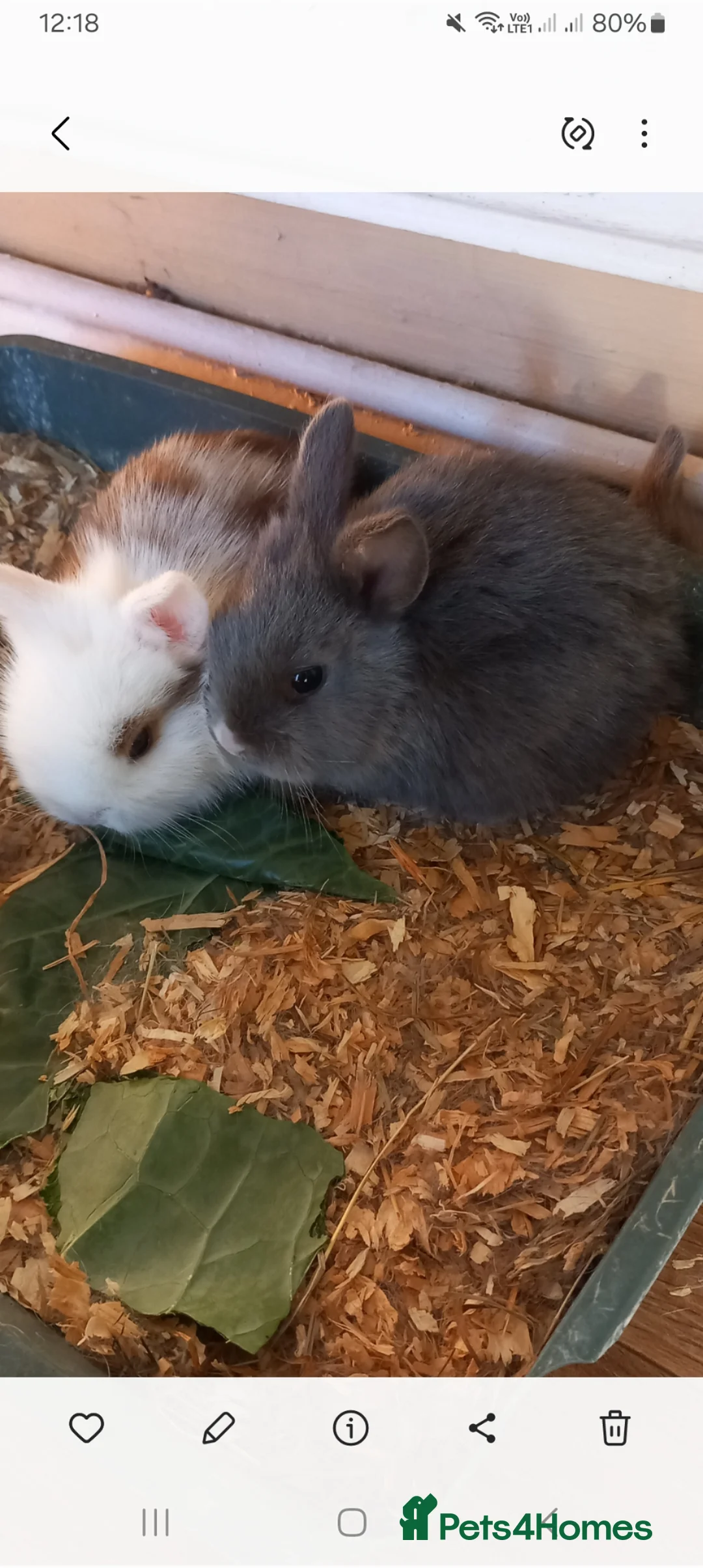 Lionhead rabbits for sale: mixed lion head mini lop 🐰 - Advert 3