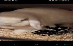 Mini Lop rabbits for sale: Mini lop rabbits  - Image 12