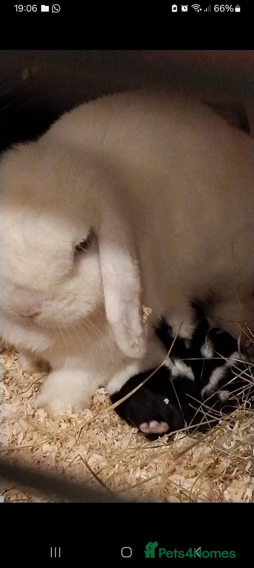 Mini Lop rabbits for sale: Mini lop rabbits  - Image 12
